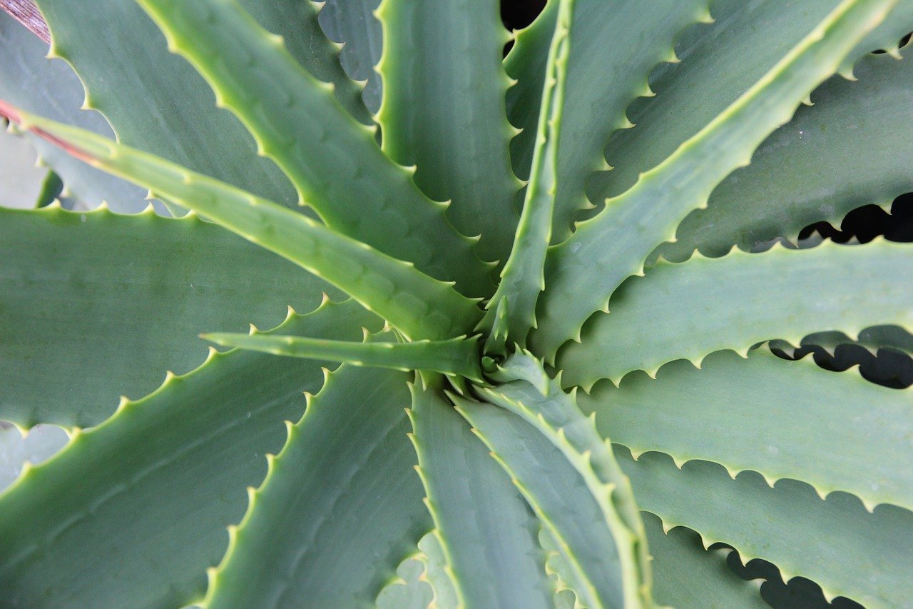 aloe vera, herbal medicines