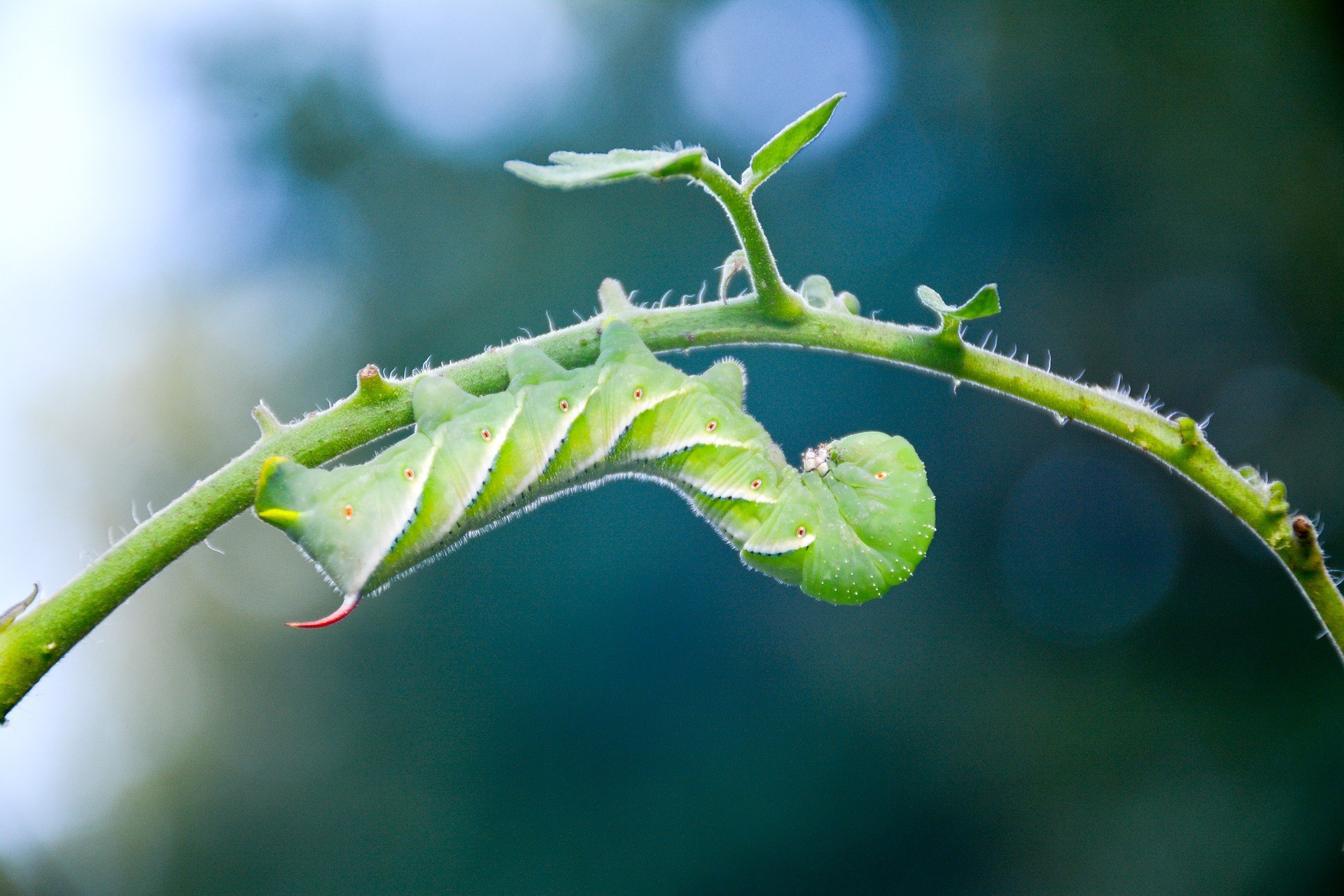 tomato hornworms, hornworm