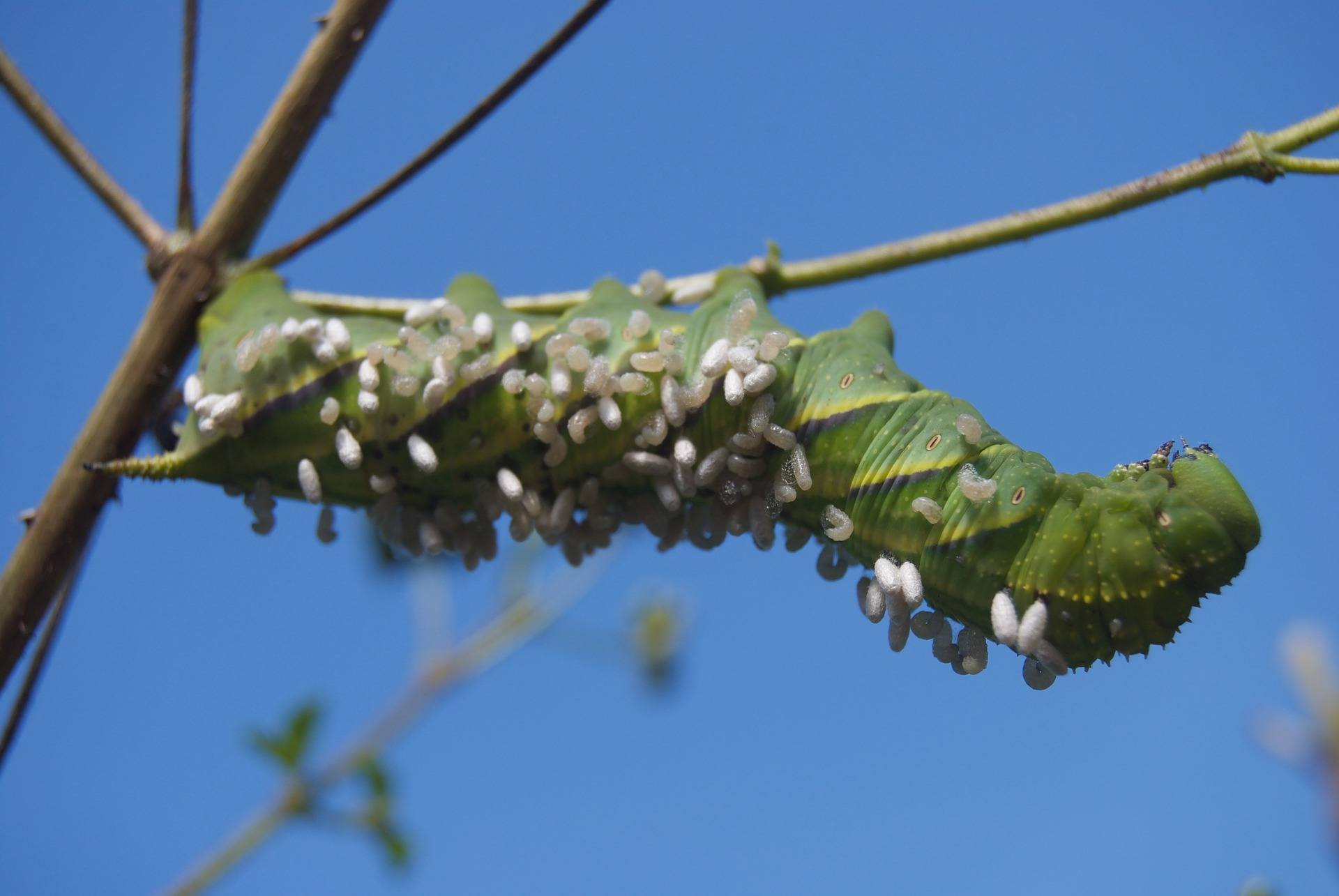 tomato hornworms, hornworm 