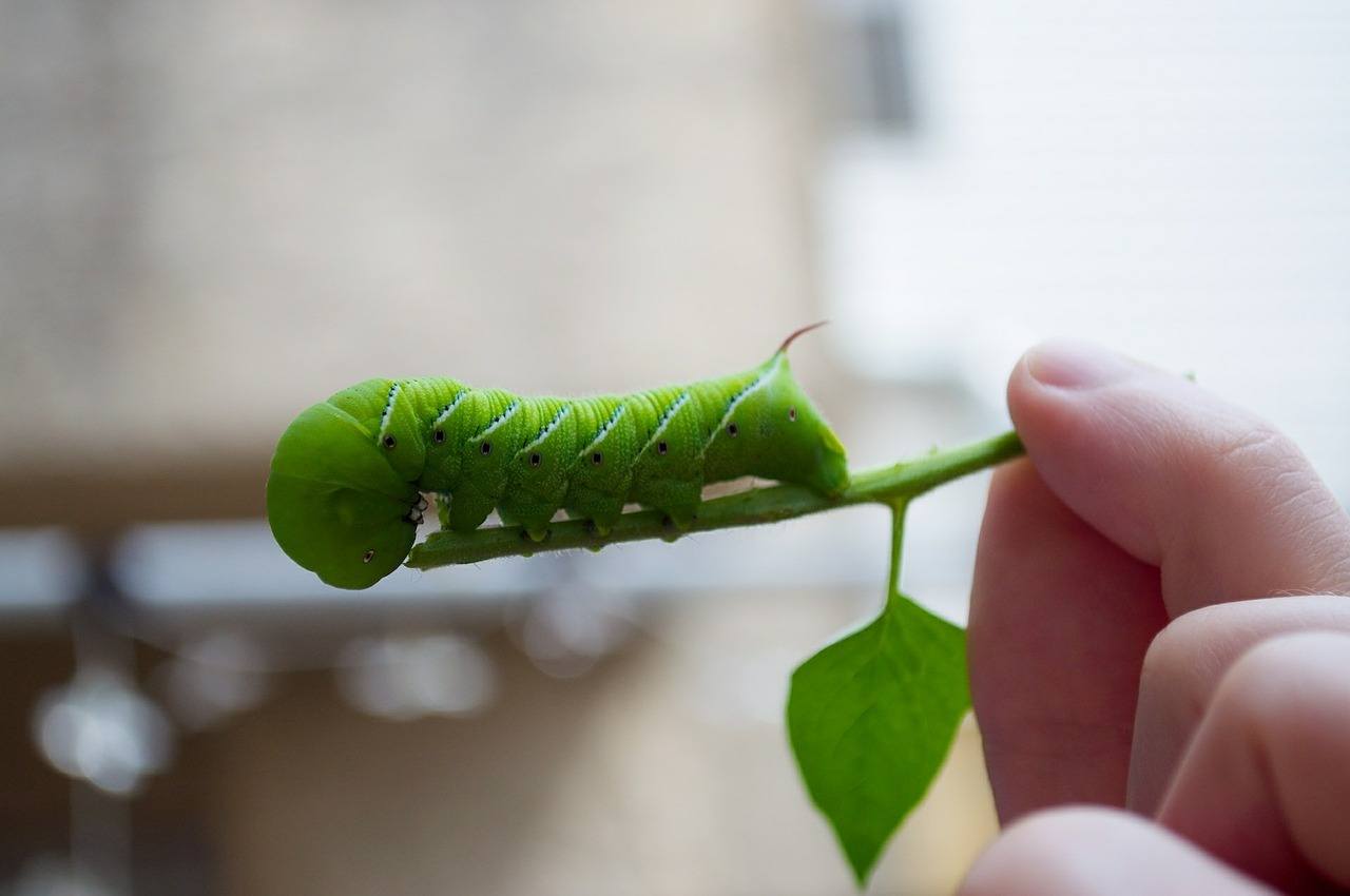 tomato hornworms, hornworm