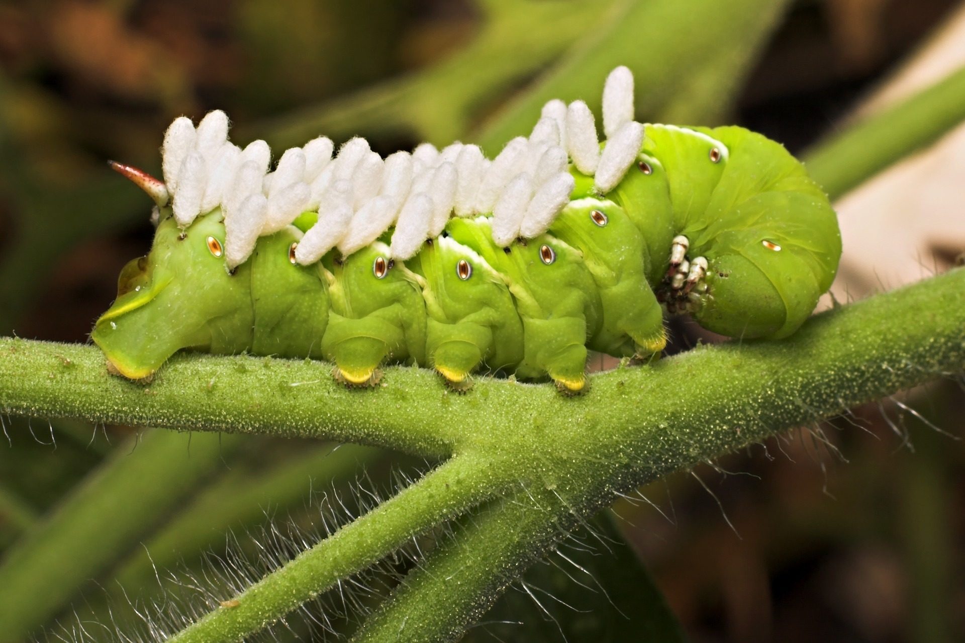 tomato hornworms, hornworm