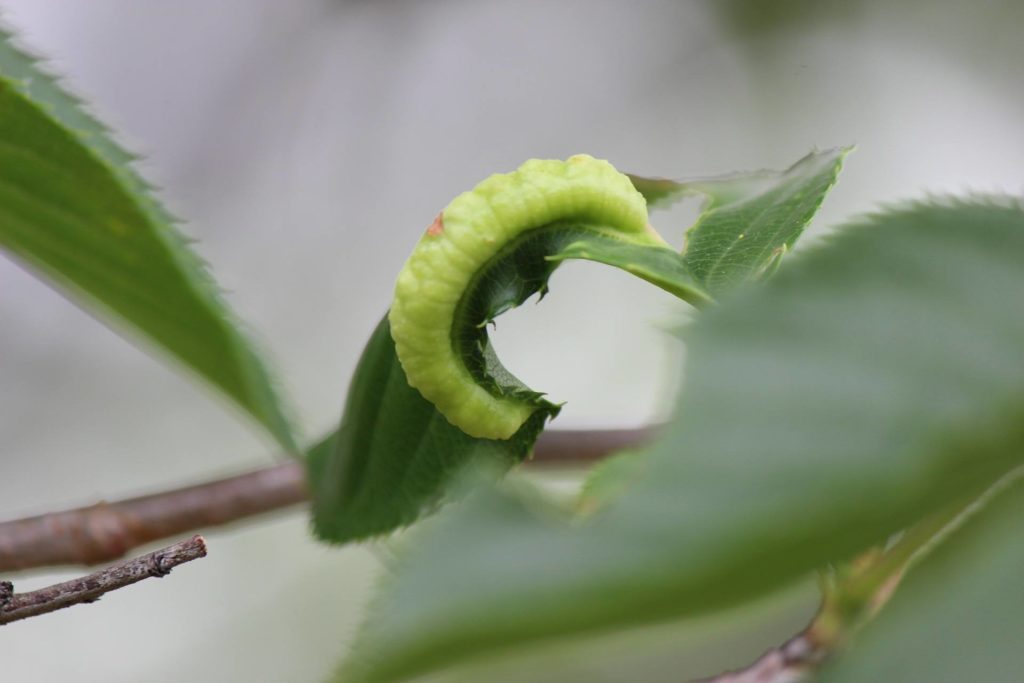Tomato hornworm on leaf, eco-friendly pest control