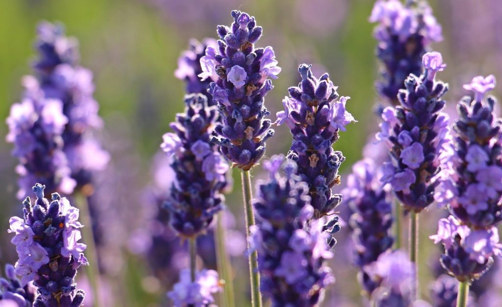 Lavender plant