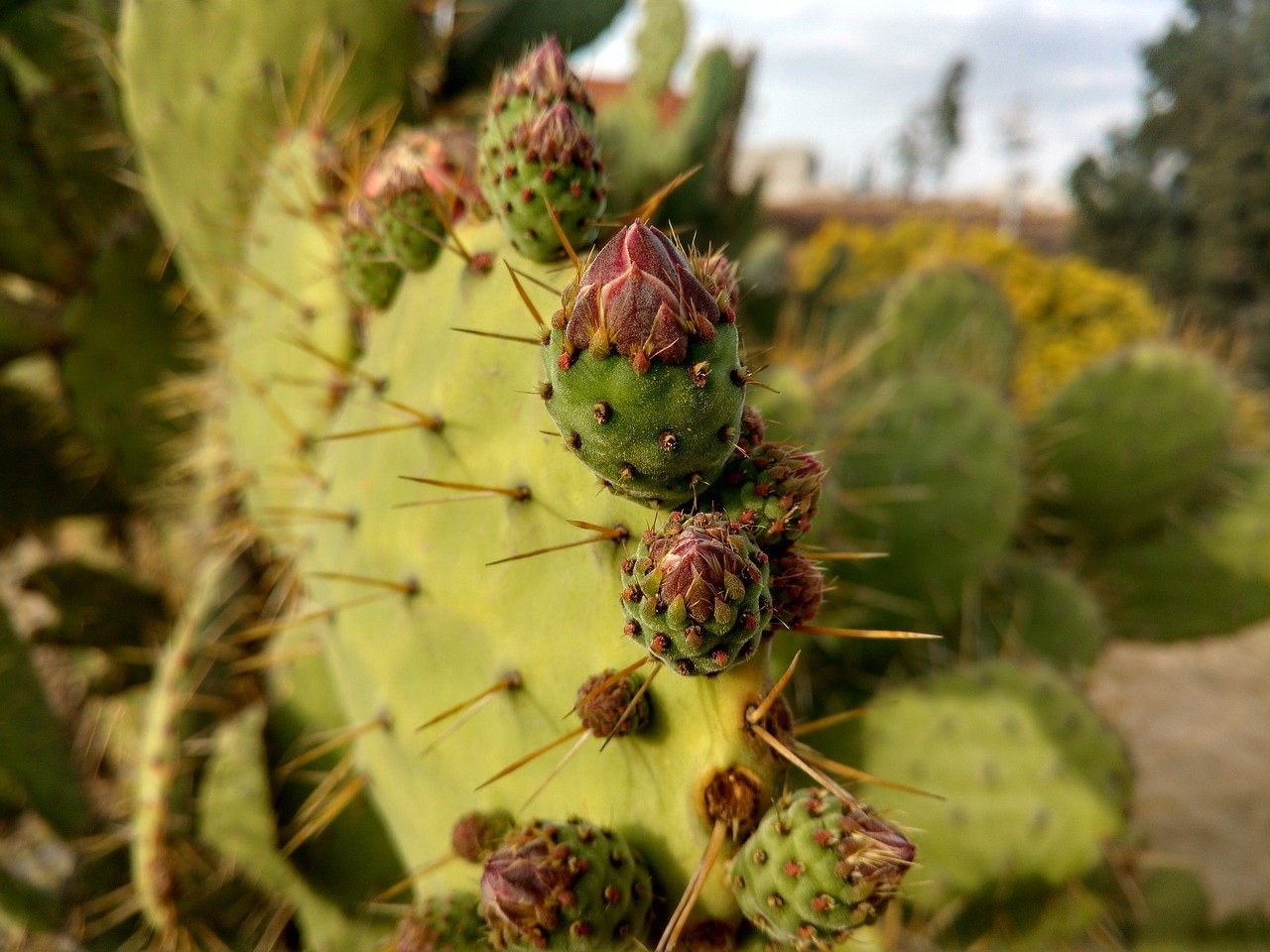 nopal, herbal medicines