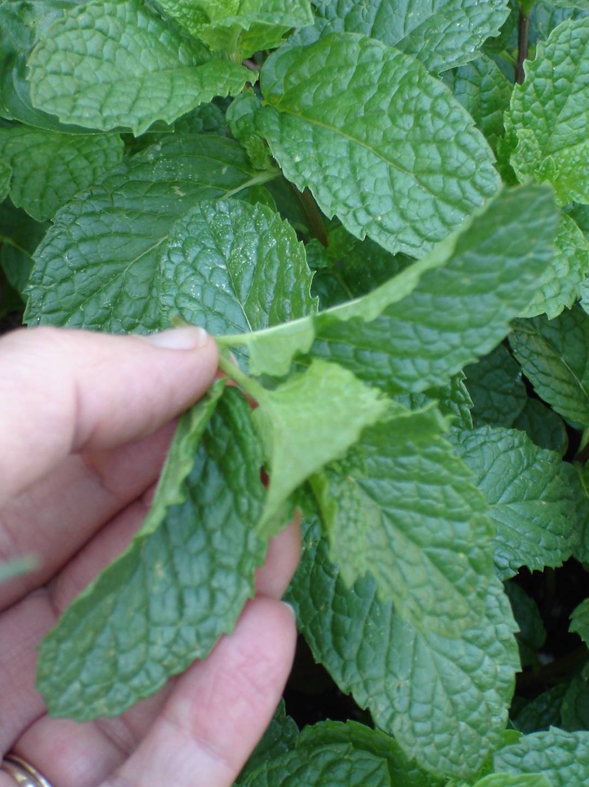 homemade tick repellents