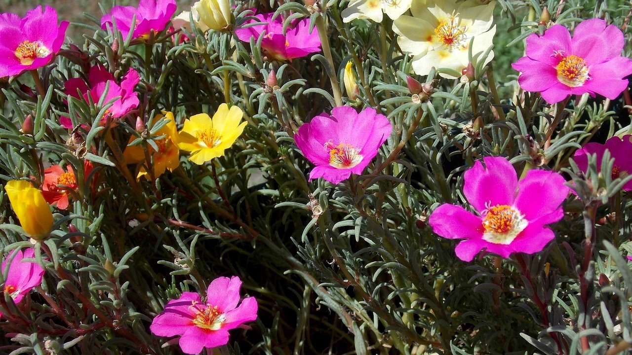 southern gardening