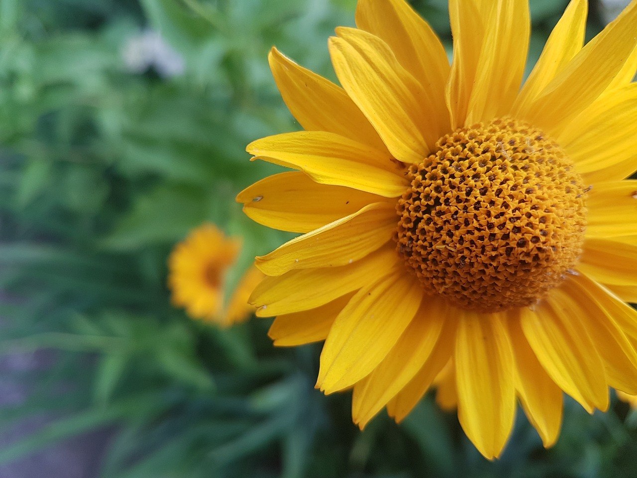 southern gardening