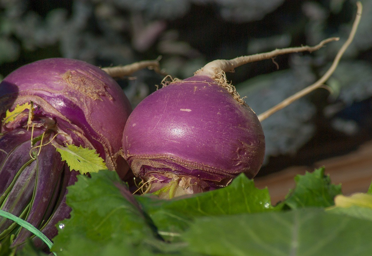 vegetables to plant now