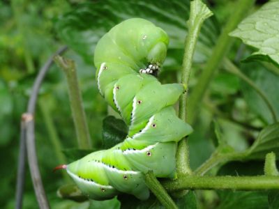 tomato hornworms, hornworm