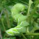 tomato hornworms, hornworm