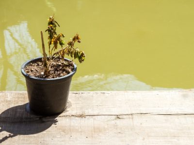 common houseplants