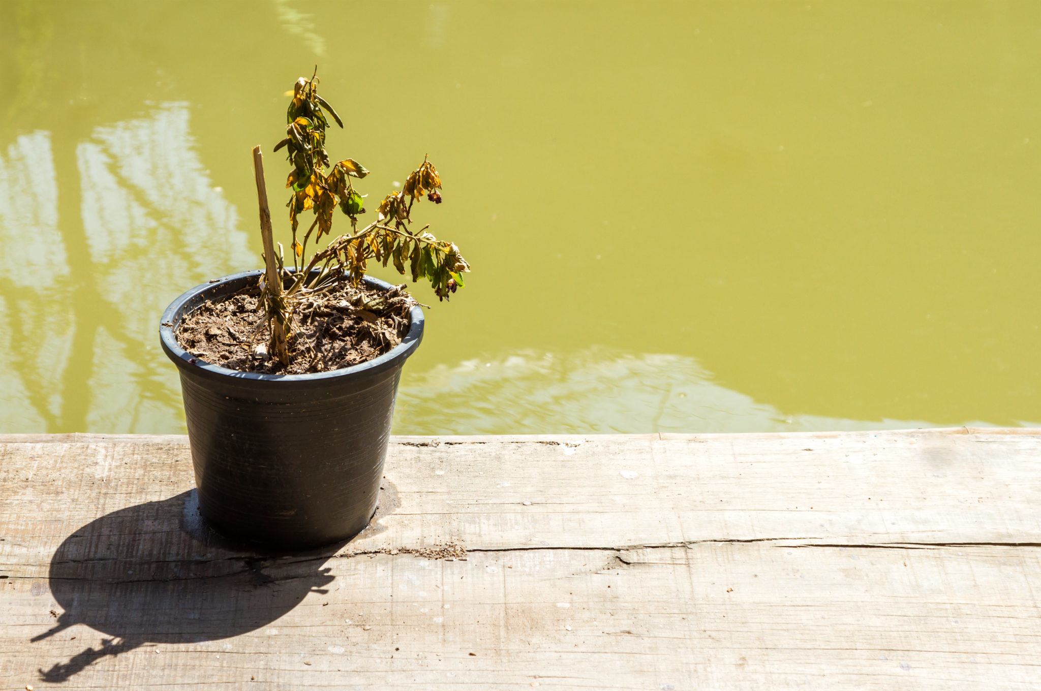 common houseplants