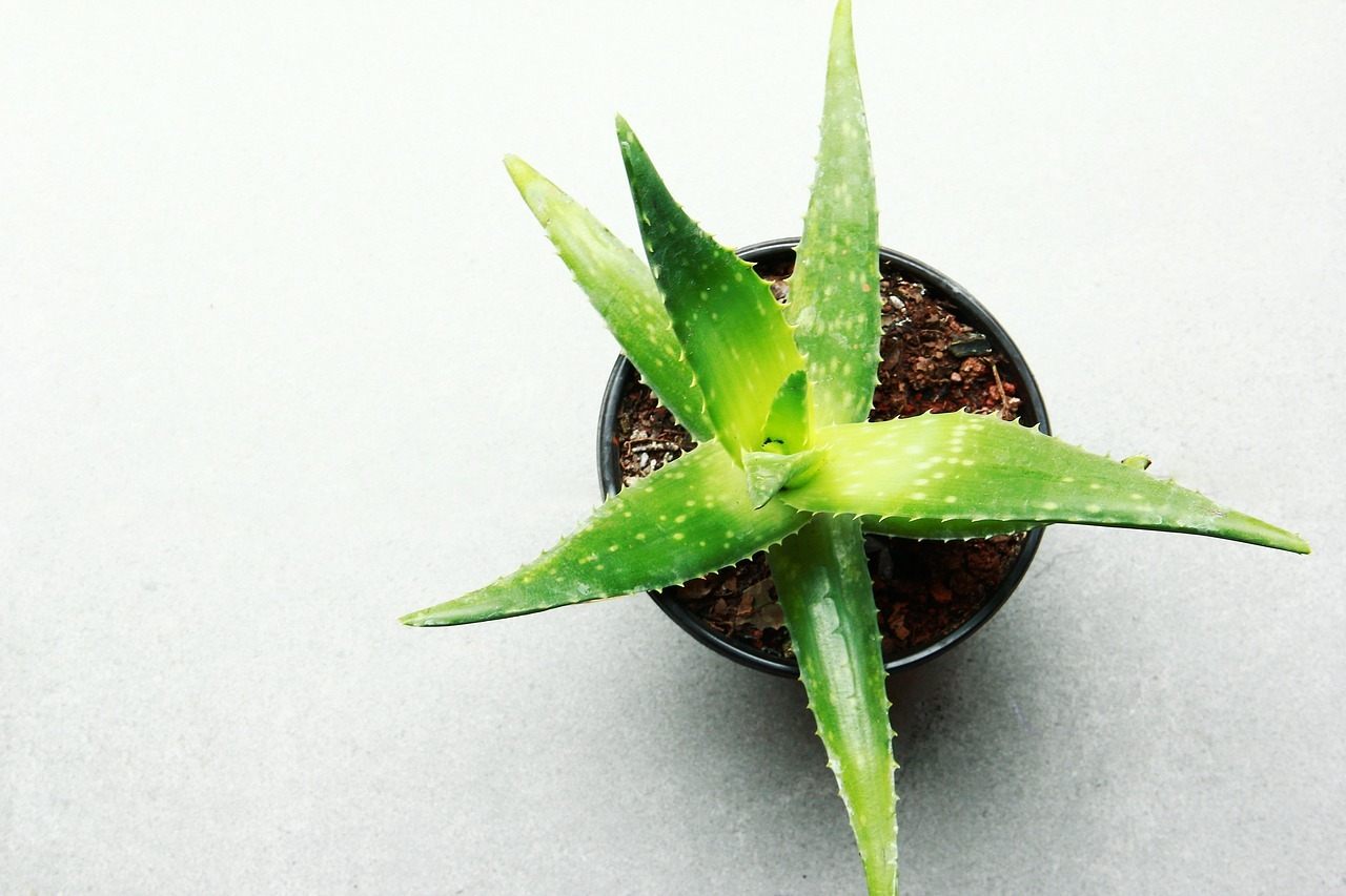 Aloe plant