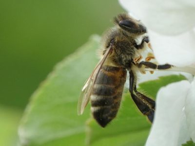 carpenter bees