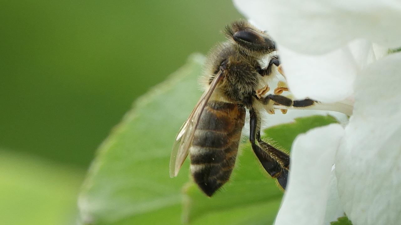 carpenter bees