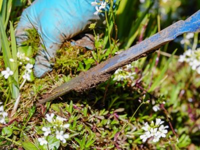 Removing weeds before lawn restoration