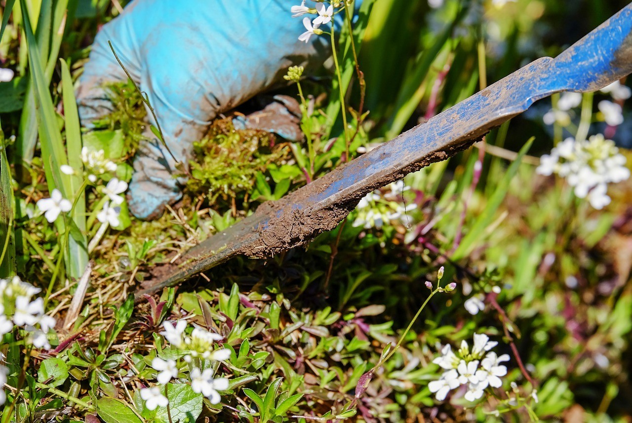 Removing weeds before lawn restoration