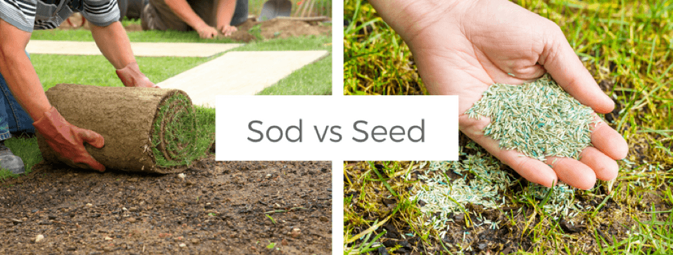 outdoor projects, sod. vs. seed