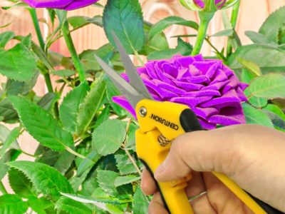 Pruning flowers