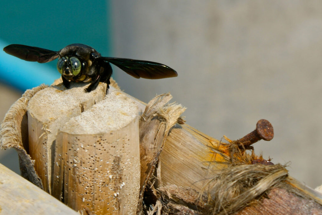 Carpenter been lands on pile of wood