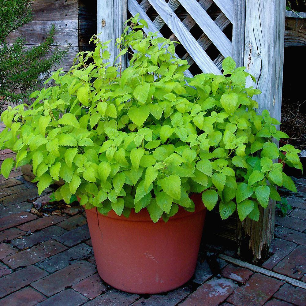 lemon garden