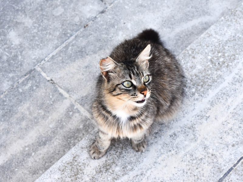 rid property of feral cats