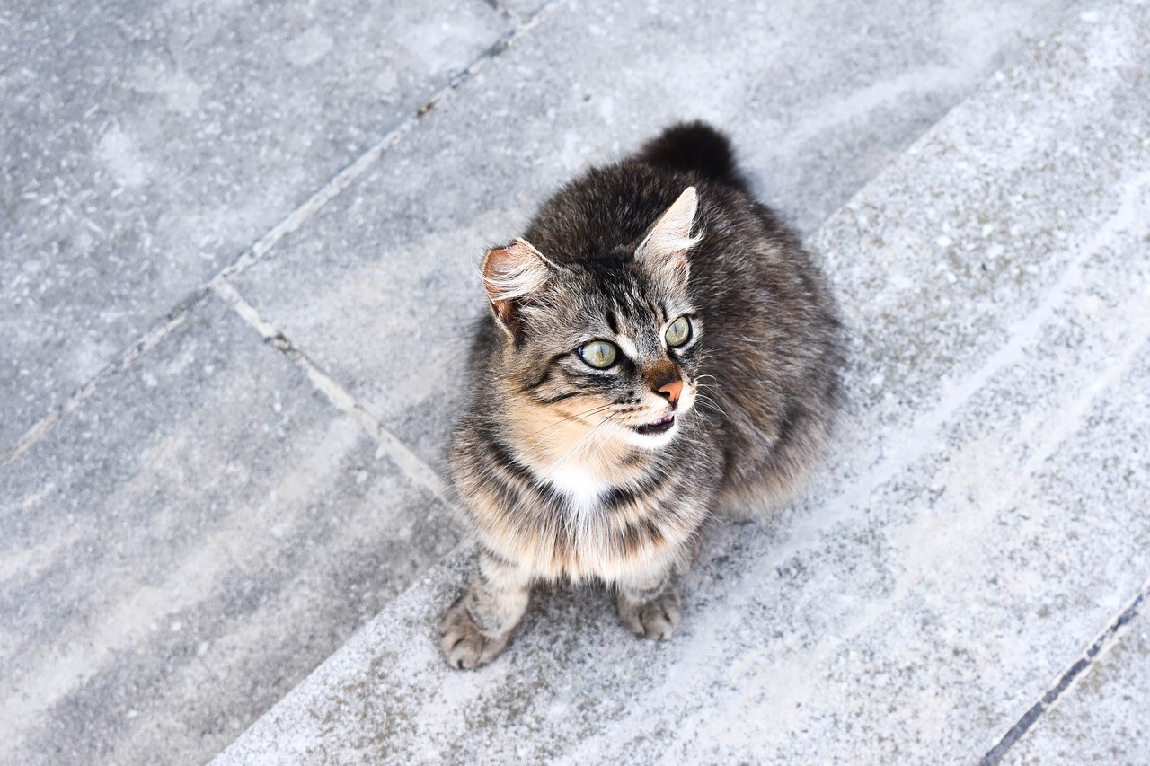 rid property of feral cats
