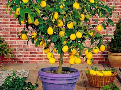 lemon garden