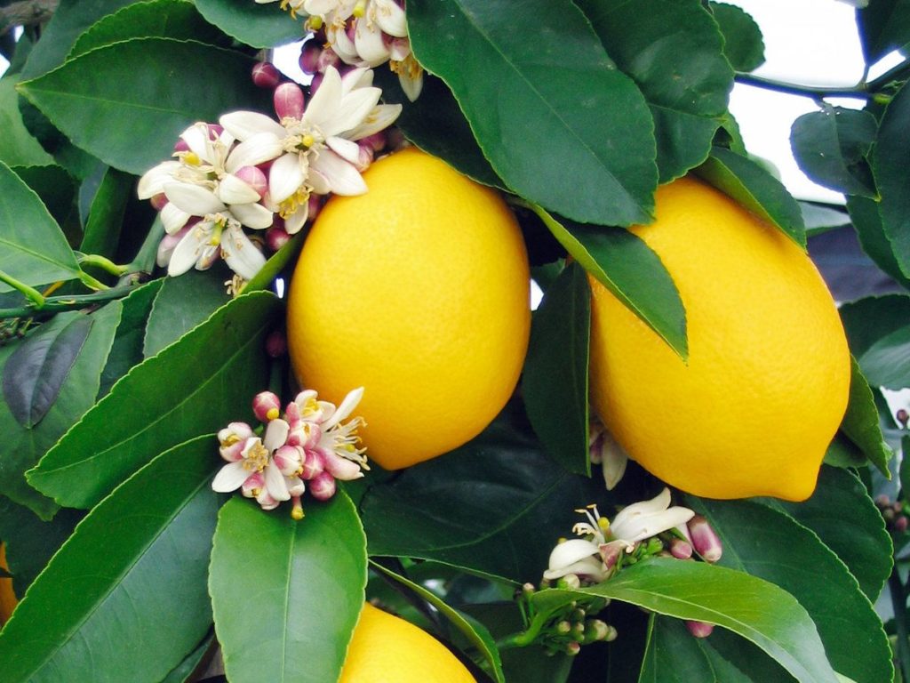lemon garden