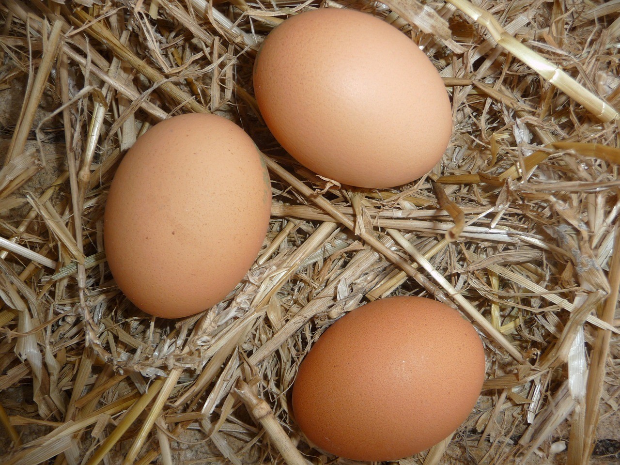 city chickens