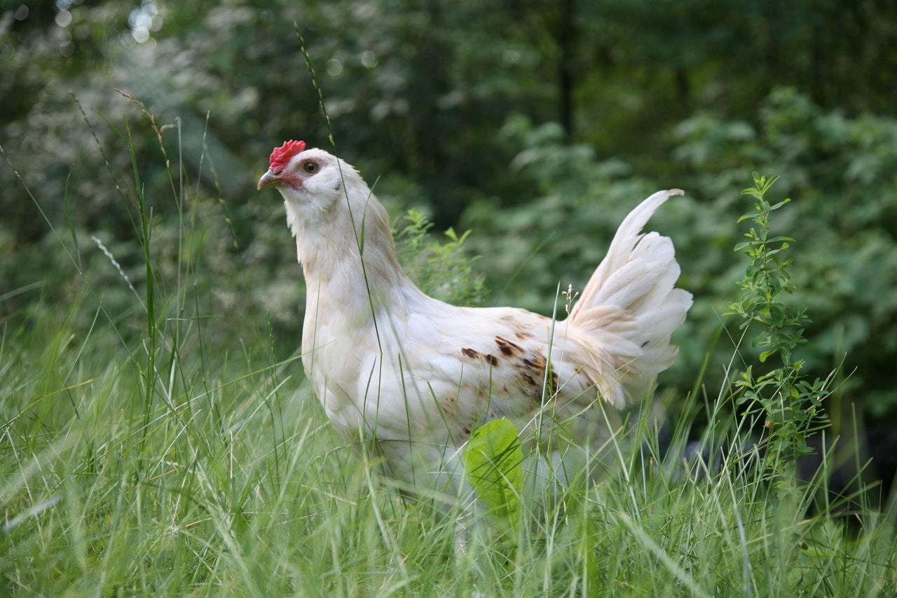 city chickens