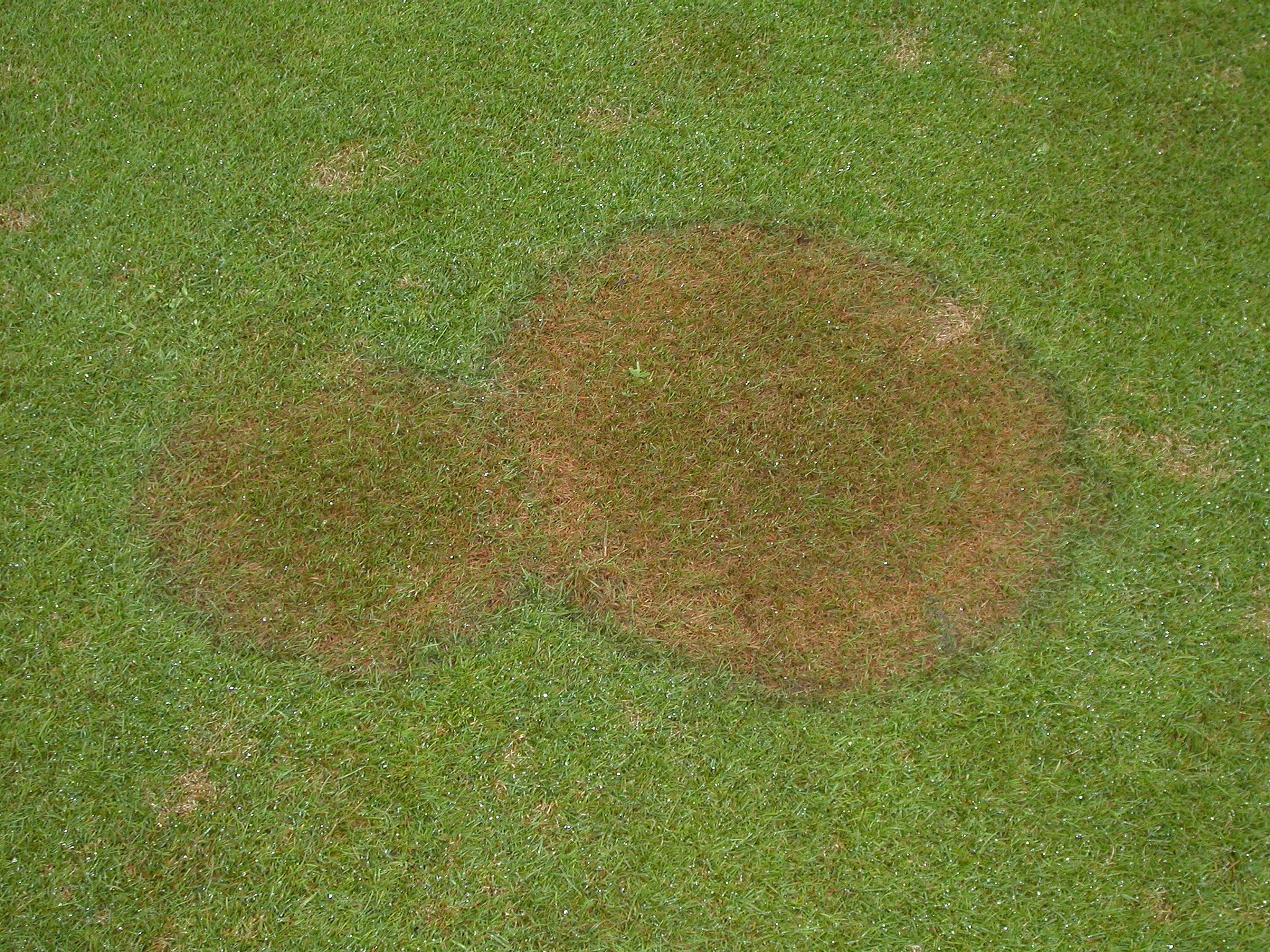 lawn disease