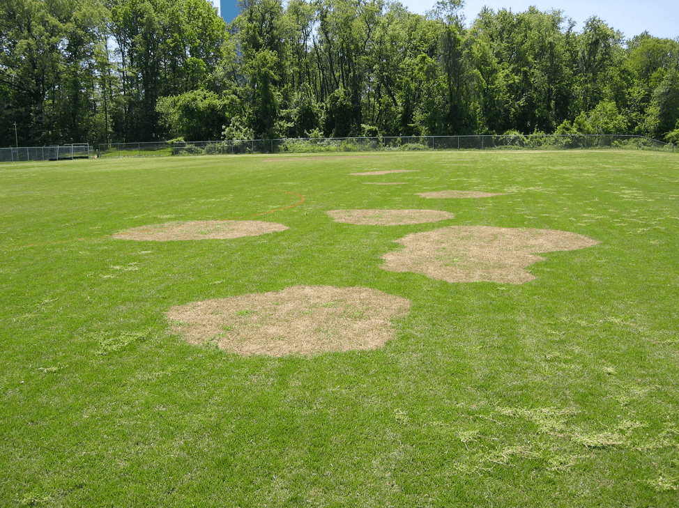 lawn disease