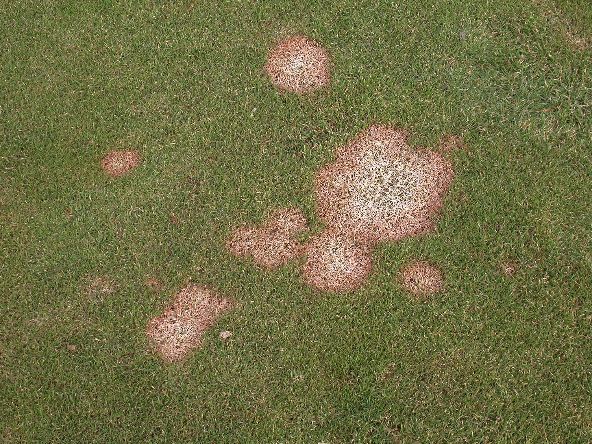 lawn disease