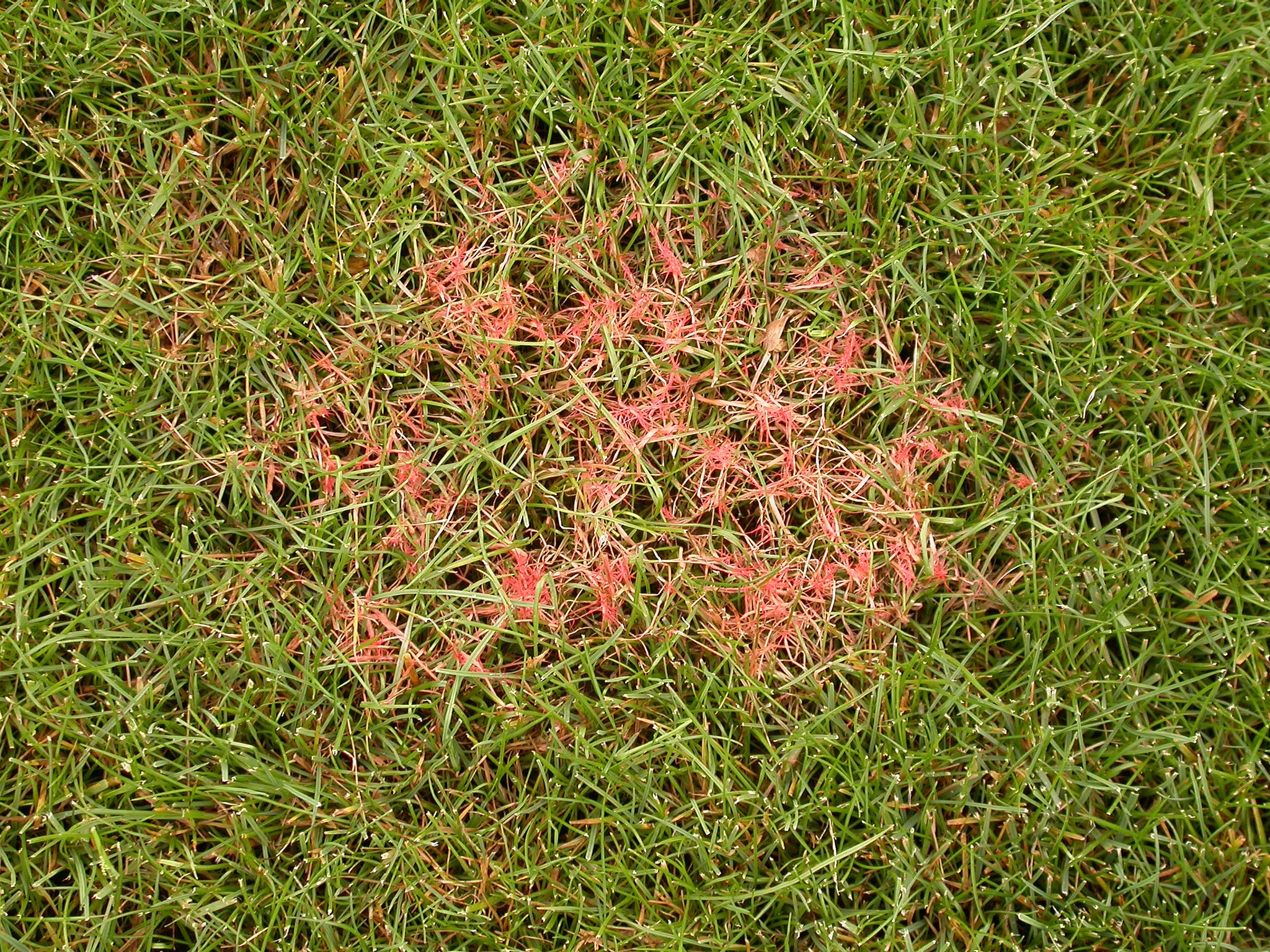 lawn disease