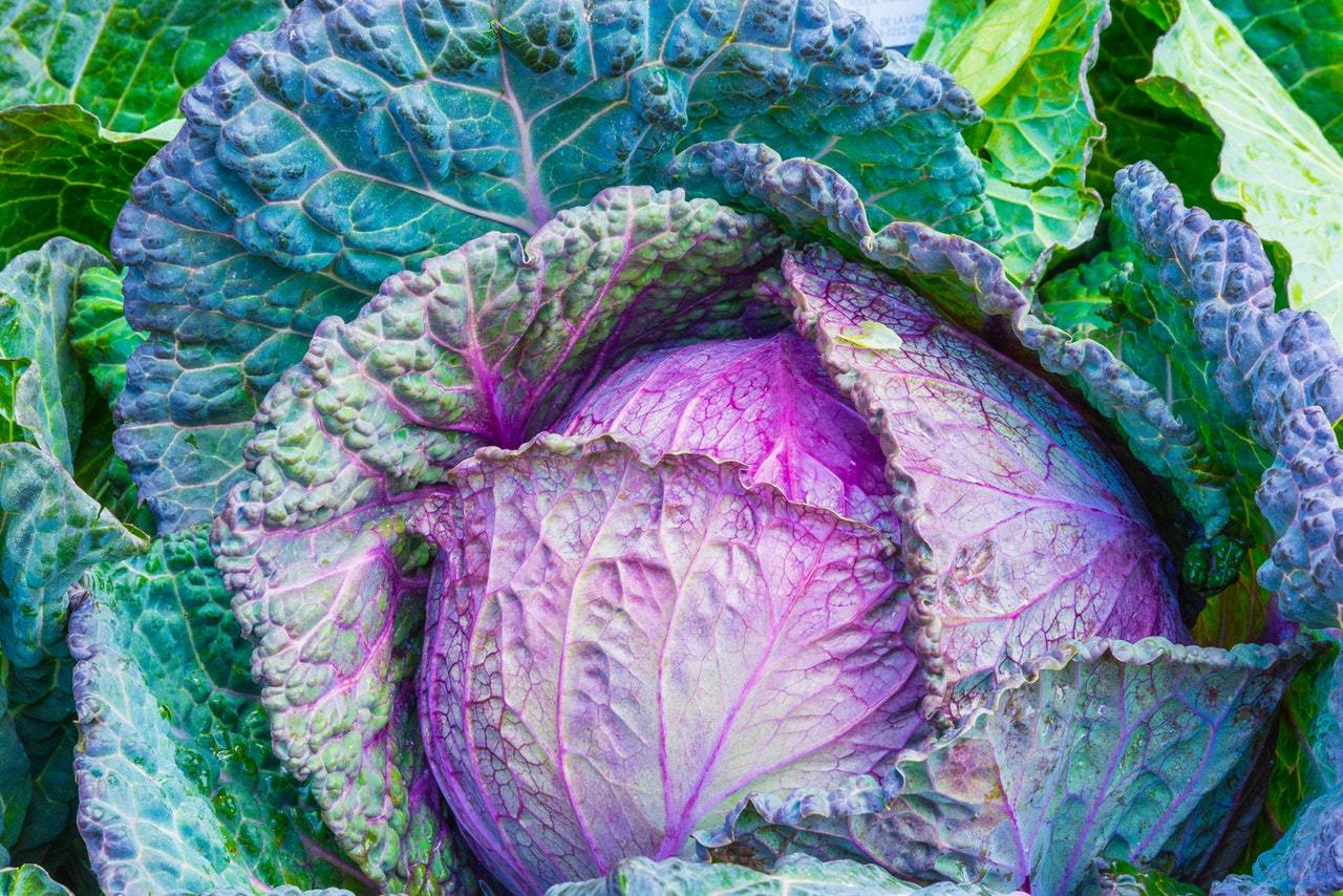 fall vegetable garden