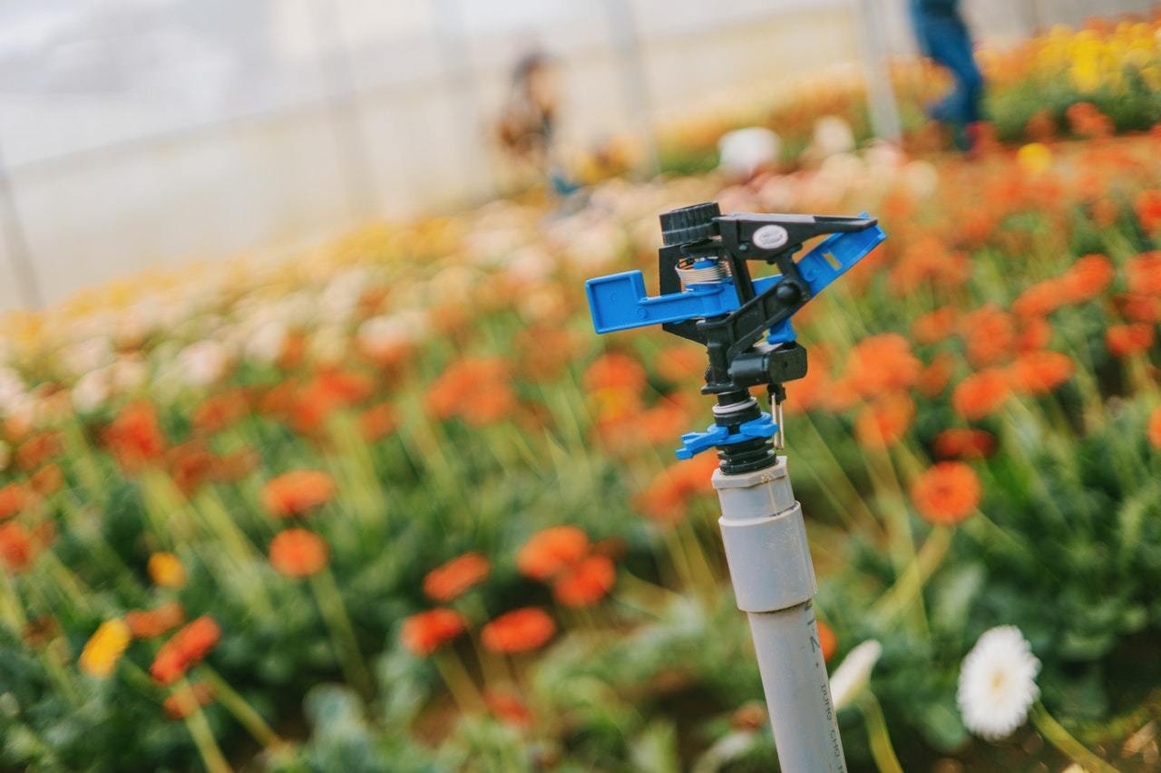 watering flowers, sprinkler