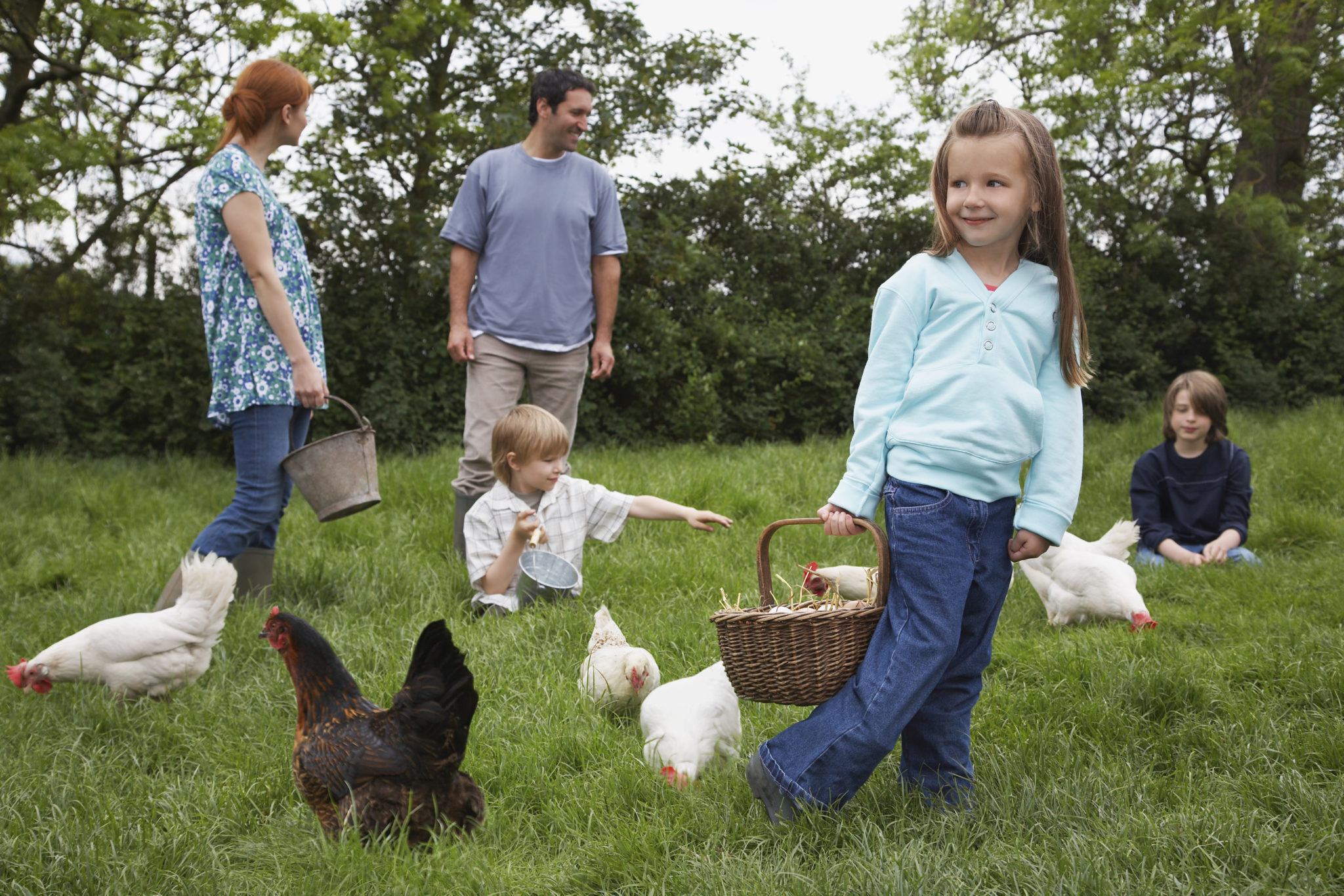 raising chickens