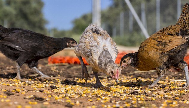 raising chickens