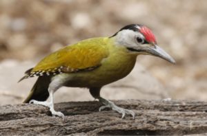 Woodpecker on a log