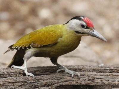Woodpecker on a log