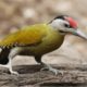 Woodpecker on a log