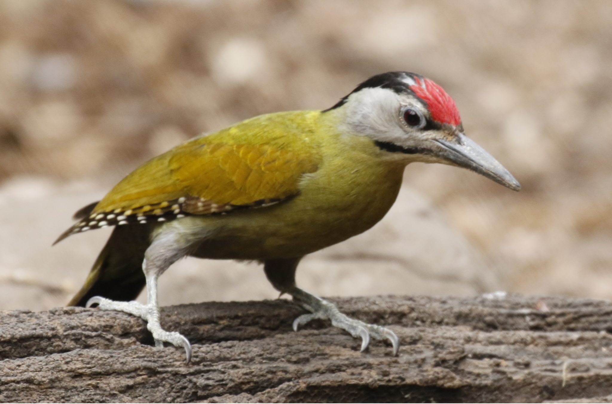 Woodpecker on a log