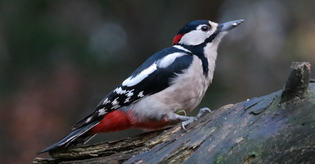 Great Spotted Woodpecker on a branch