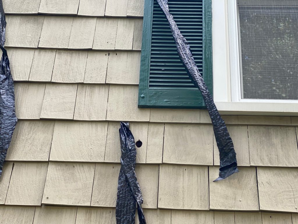 Plastic strips attached to siding keep woodpeckers away