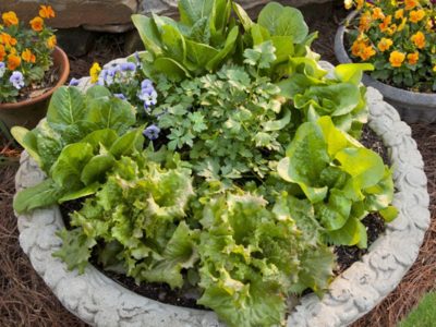 fall garden