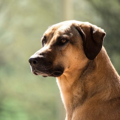 kangal dog