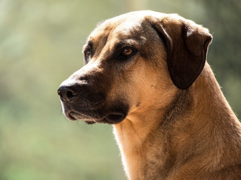 A Kangal Dog: A Family Pet and Faithful Protector » The Money Pit