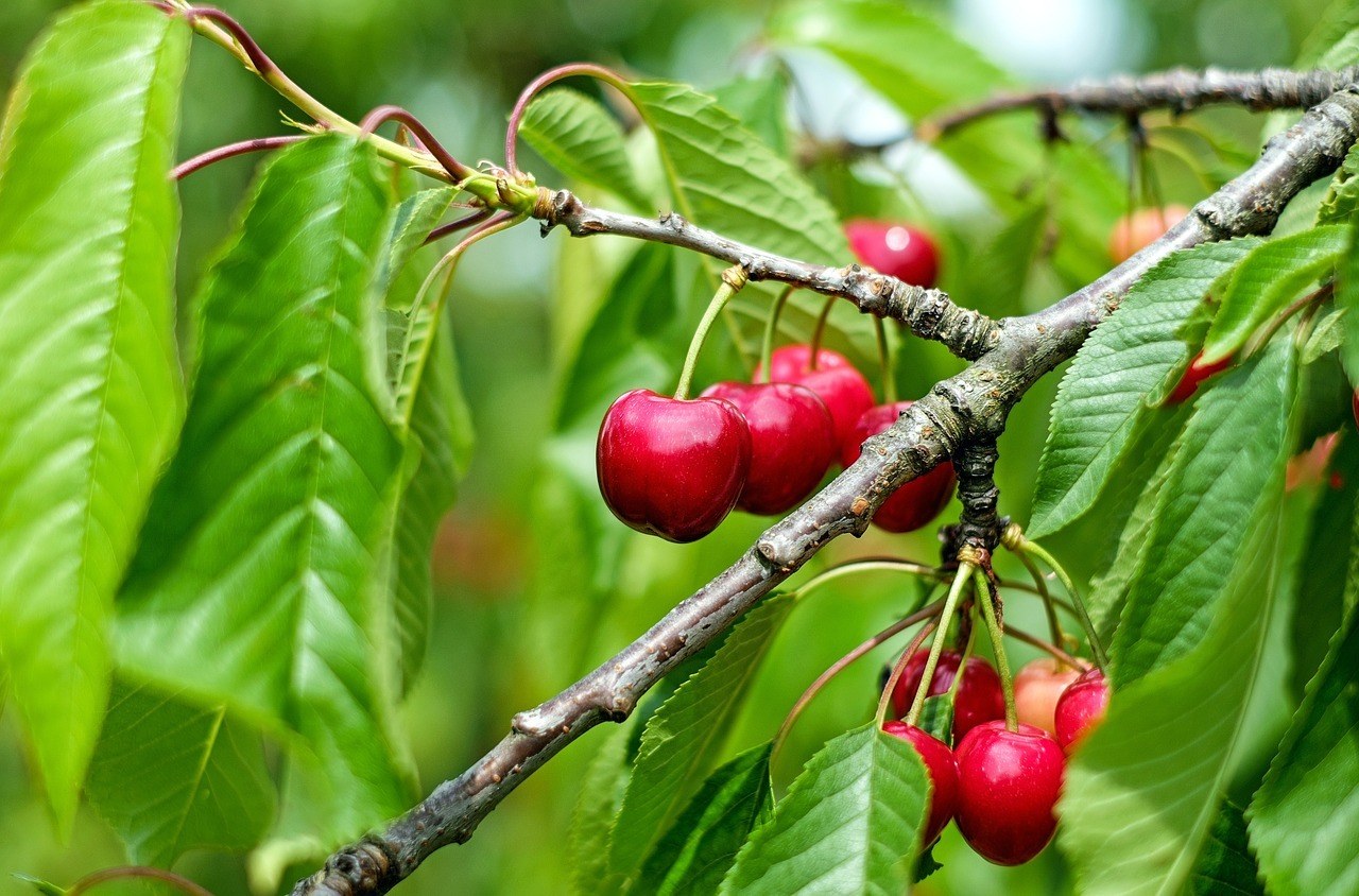 pruning fruit trees