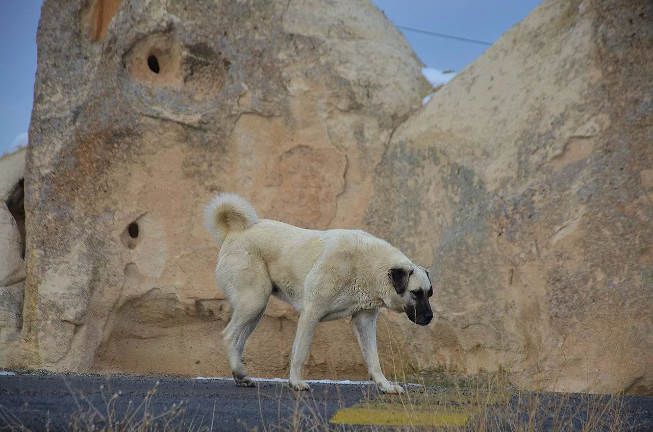 kangal dog